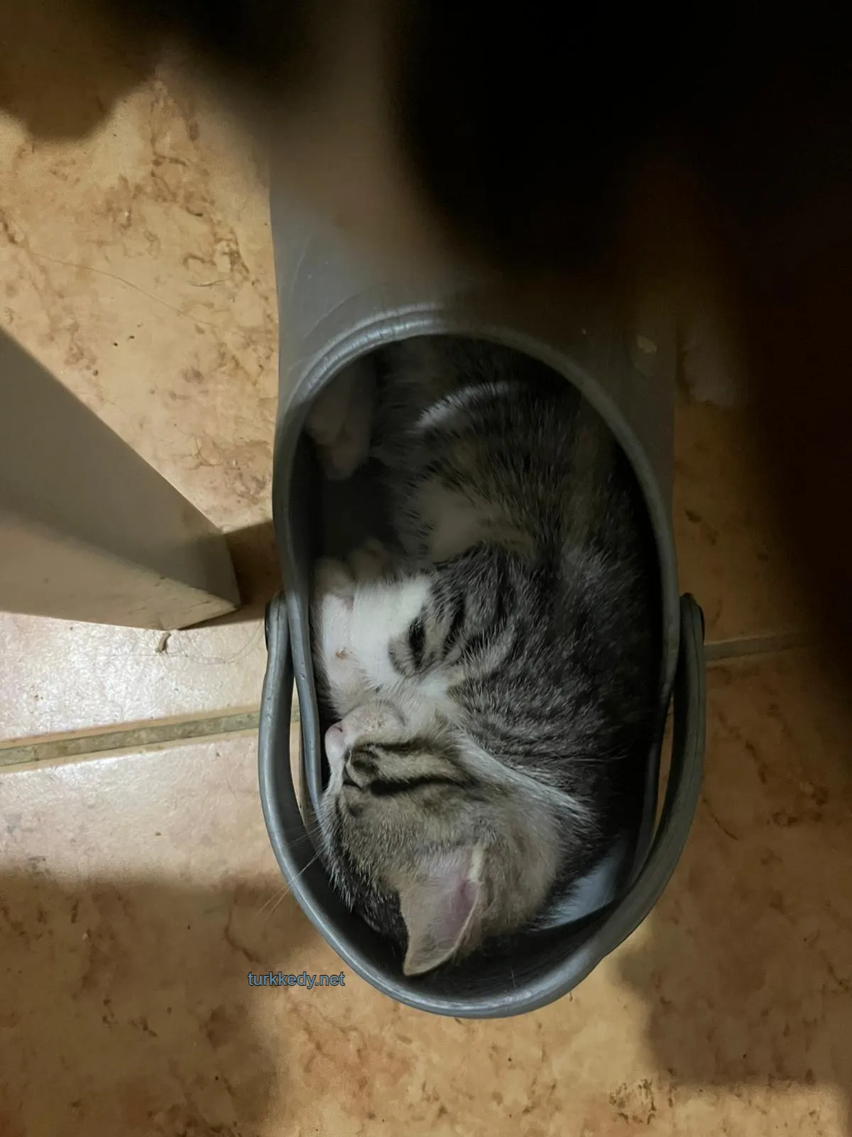 Kedi #4001